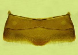   Anthidium utahense  male, ventral view of fourth sternum (S4), photo from Gonzalez and Griswold 2013 
